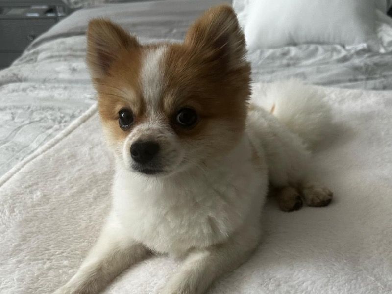 Pablo – Pomeranian Male Dog for Adoption in Ontario