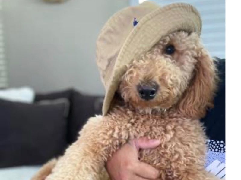 Rocky – Goldendoodle Male Dog for Sale in New York | Vaccinated