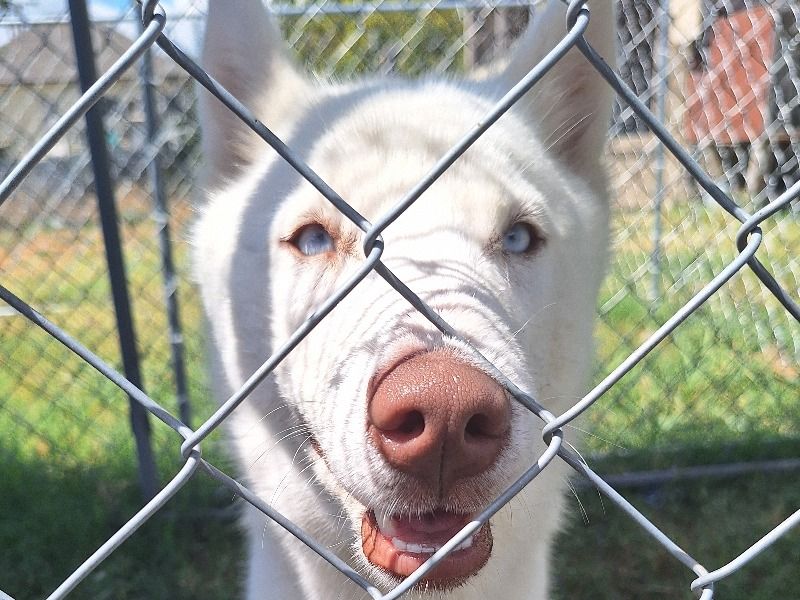 Athena – Siberian Husky Female Dog for Sale in Texas | Vaccinated