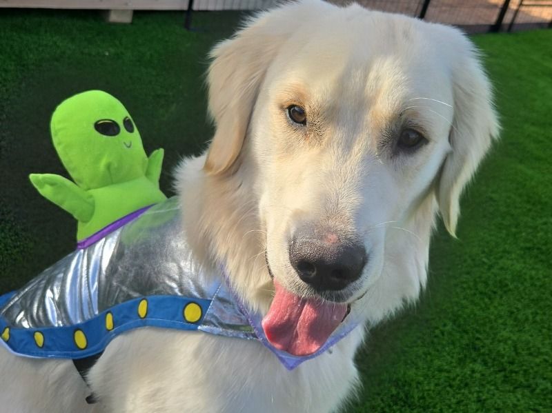 Buck – English Cream Retriever Male Dog for Sale in New Mexico | Vaccinated