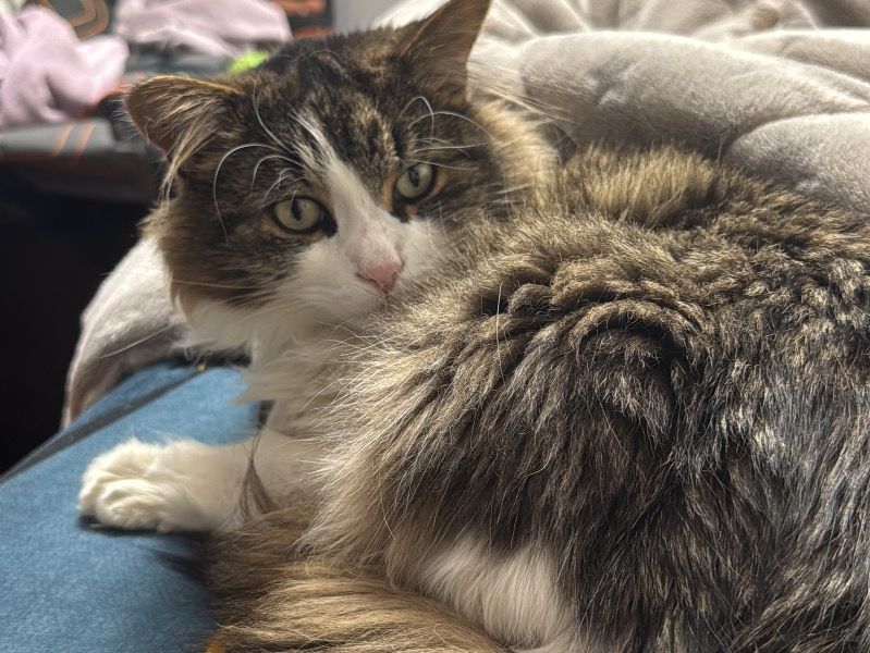 Kio – Tabby Male Cat for Sale in Québec | Vaccinated