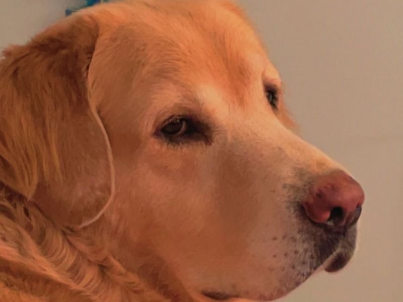 Tuffy – Golden Retriever x Labrador Retriever Stud Dog for Breeding in Rajasthan | Vaccinated
