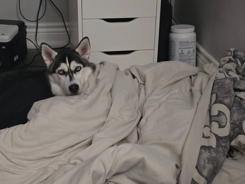 Luna – Siberian Husky Female Dog for Socialization in Ontario | Vaccinated