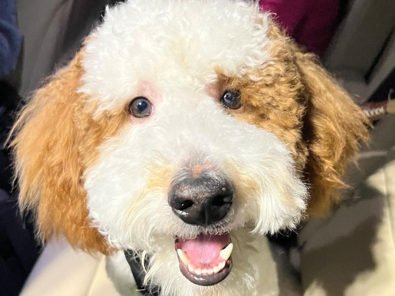Gizmo – Goldendoodle x Miniature Poodle Stud Dog for Breeding in Florida | Vaccinated, Pedigree