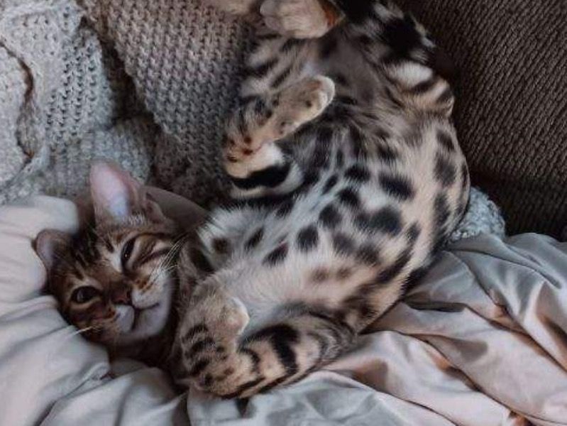 Ria – Bengal Female Cat for Sale in South Dakota | Vaccinated