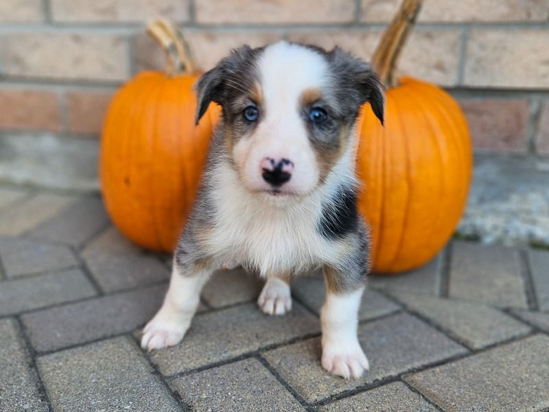 Rocky – Australian Shepherd x Border Aussie Male Dog for Sale in Ontario | Vaccinated