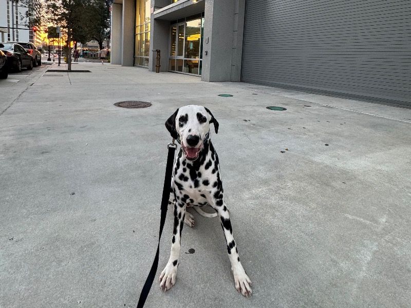 Birdie – Dalmatian Female Dog for Sale in Florida | Vaccinated