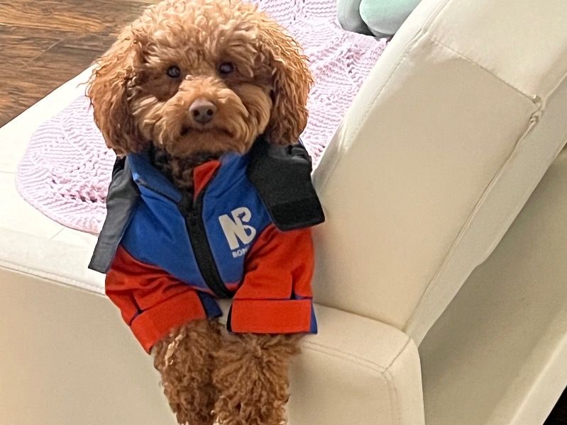Sparkie – Toy Poodle Stud Dog for Breeding in New Jersey | Vaccinated