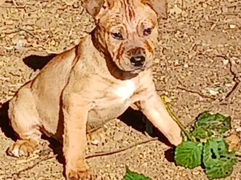 Chaos – Black German Shepherd x American PitBull Terrier Male Dog for Sale in Washington