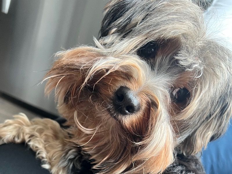 Waffles – Yorkshire Terrier Male Dog for Sale in Texas | Vaccinated