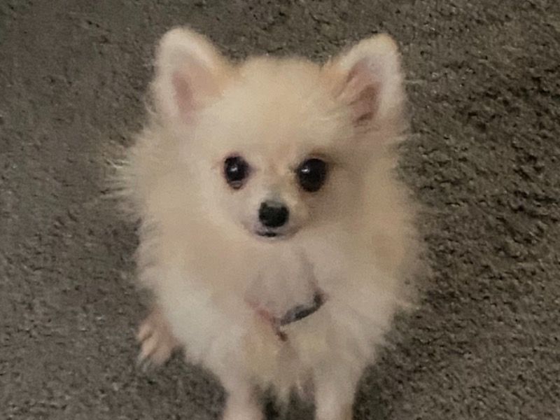 Archie – Pomeranian Male Dog for Sale in Michigan | Vaccinated