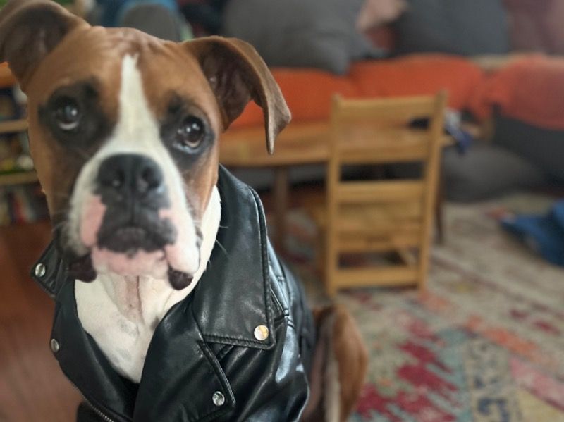 Bruce – Boxer Stud Dog for Breeding in California | Vaccinated