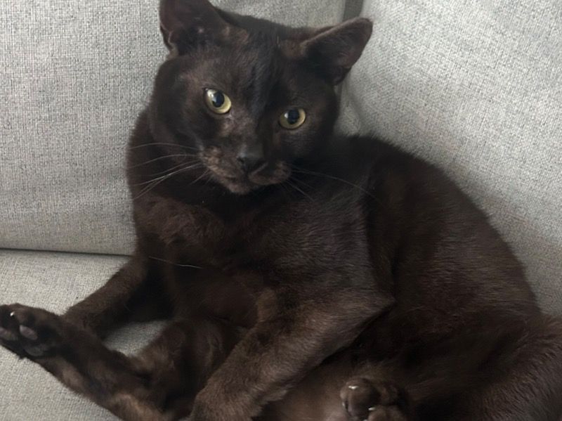 Simba – Domestic Shorthair Male Cat for Sale in England | Vaccinated