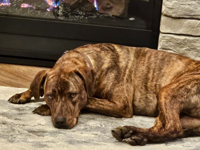 Angel – Plott Hound Female Dog for Adoption in Wisconsin | Vaccinated