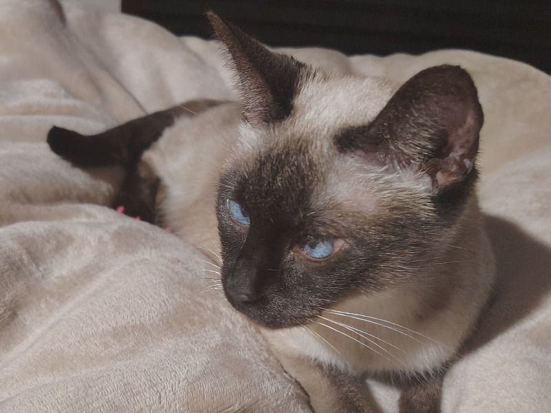 Leilani – Flame Point Siamese Female Cat for Breeding in Texas | Vaccinated