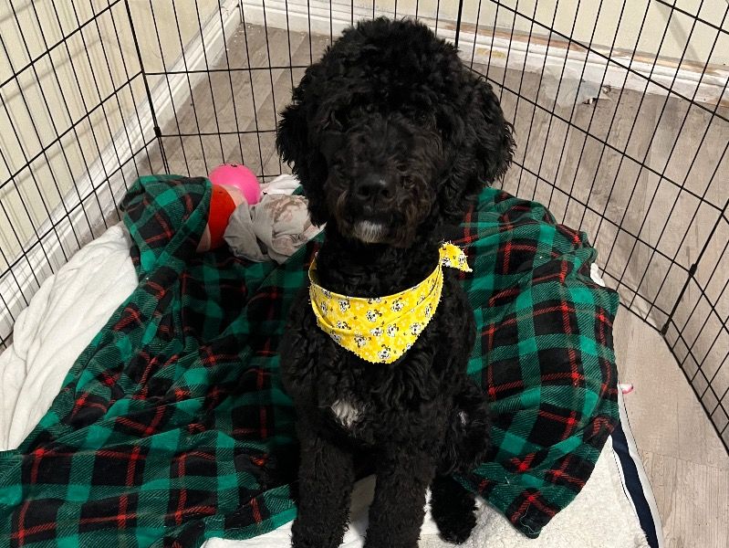 Kingston – Labradoodle Male Dog for Sale in California | Vaccinated