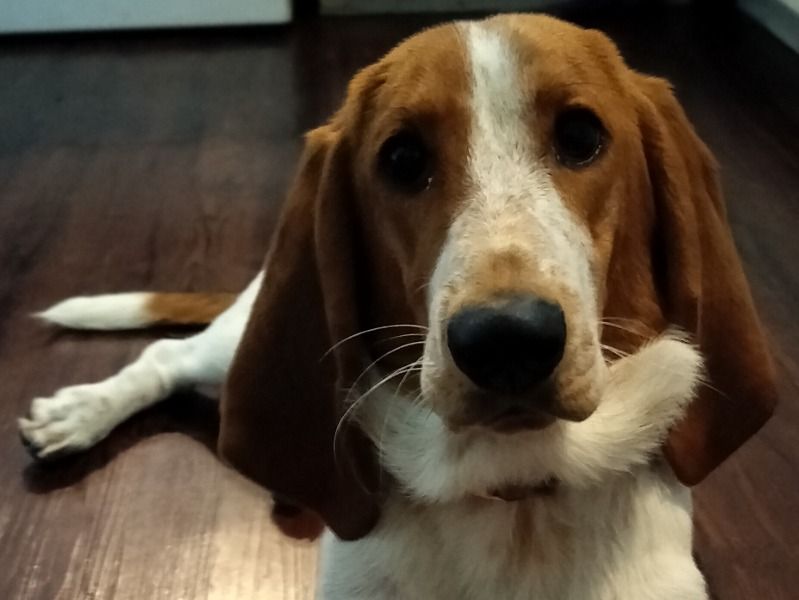 Faith – Basset Hound Female Dog for Sale in Ohio | Vaccinated