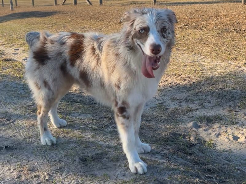 Suki – Australian Shepherd Female Dog for Breeding in Florida | Vaccinated