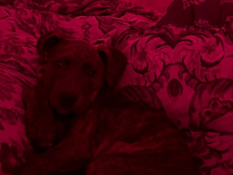 Star – American PitBull Terrier x Rottweiler Female Dog for Socialization in South Carolina | Vaccinated
