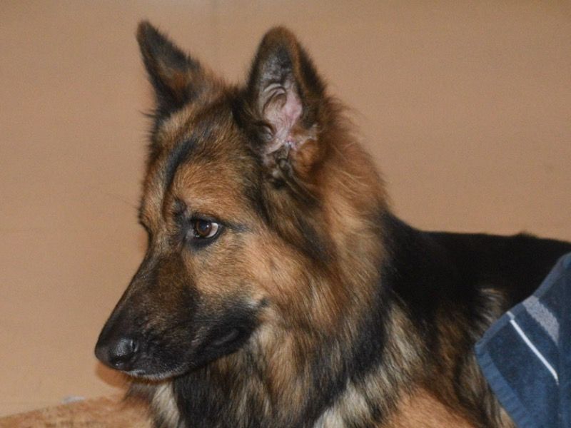 Bruno – German Shepherd Stud Dog for Breeding in Karnataka | Vaccinated