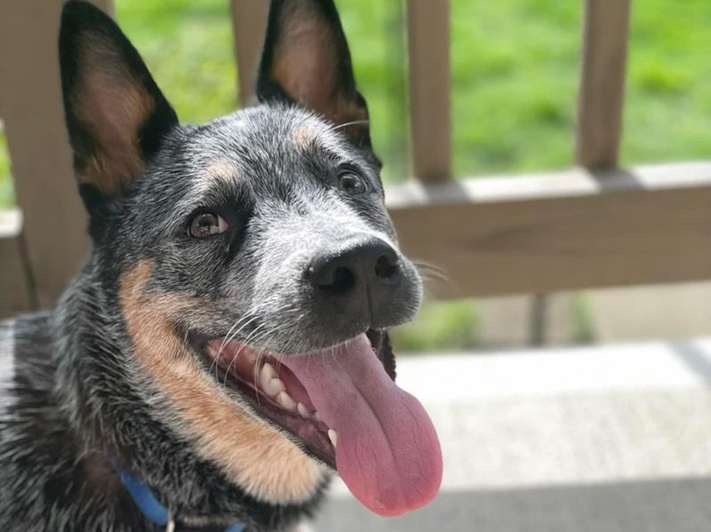 Ollie – Australian Cattle Dog Male Dog for Sale in Ohio | Vaccinated, Pedigree