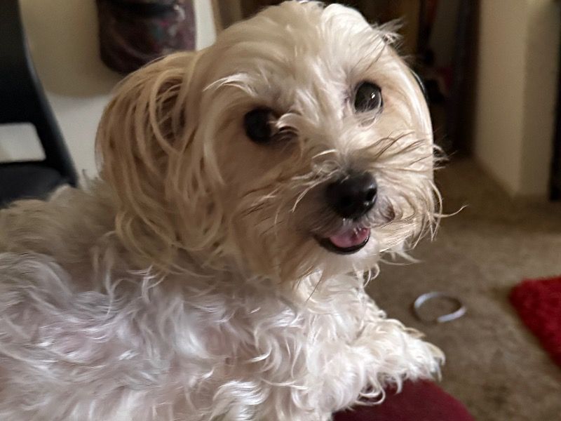 Sophia – Yorkipoo Female Dog for Breeding in Washington | Vaccinated