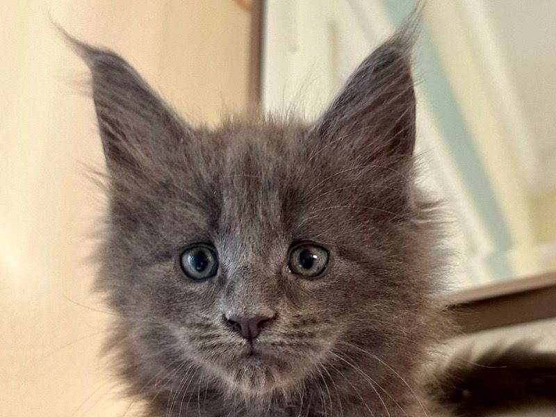 Mishka – Maine Coon Male Cat for Sale in Florida | Vaccinated