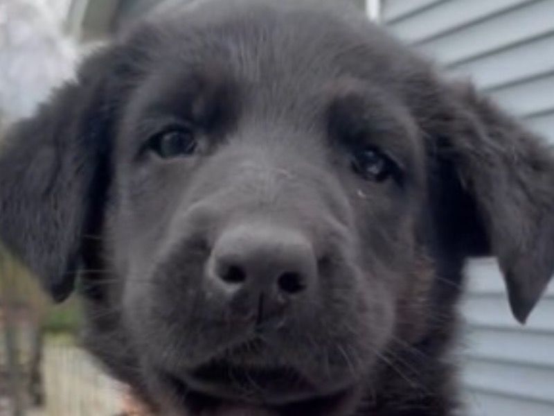 Pink – German Shepherd Female Dog for Sale in New York | Vaccinated