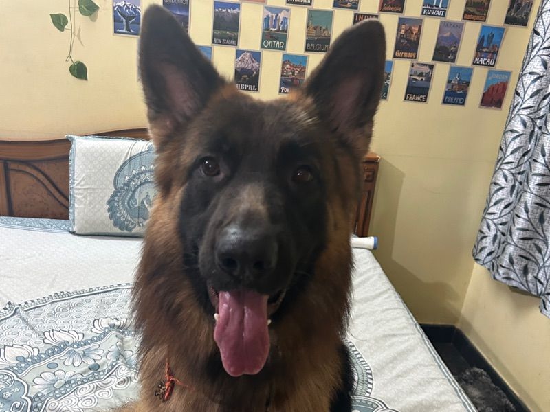 Tiger – German Shepherd Stud Dog for Breeding in Karnataka | Vaccinated