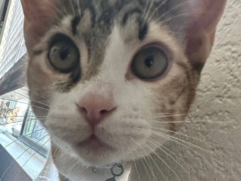 Yaya – American Shorthair Female Cat for Sale in Arizona