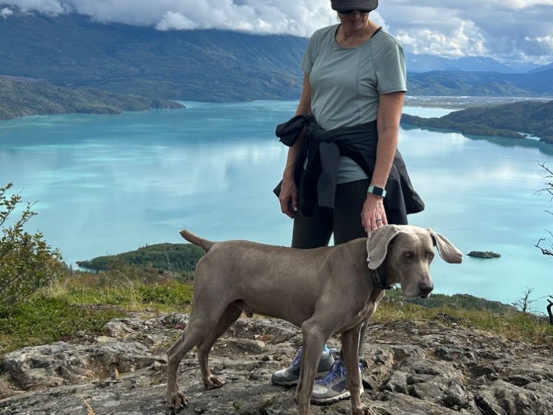 Boone – Weimaraner Stud Dog for Breeding in Oklahoma | Proven Stud, Vaccinated