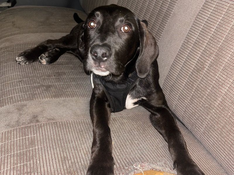 Norah – Labrador Retriever x Catahoula Leopard Dog Female Dog for Sale in Nevada | Vaccinated