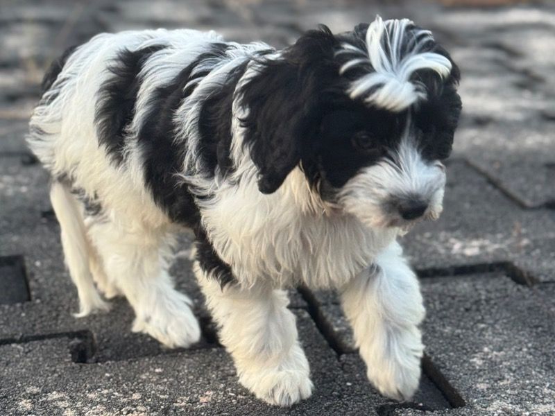 Panda – Cavapoo (Cavadoodle) Male Dog for Socialization in North Carolina | Vaccinated