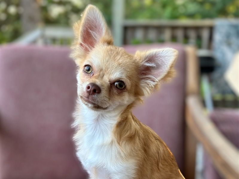 Sapphire – Chihuahua Female Dog for Breeding in Michigan | Vaccinated