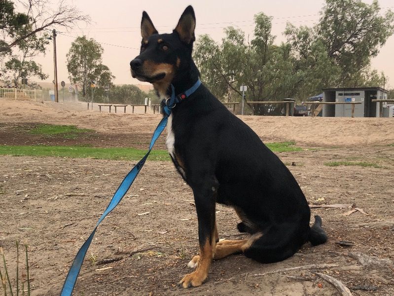 Jax – Australian Kelpie Male Dog for Adoption in South Australia | Vaccinated