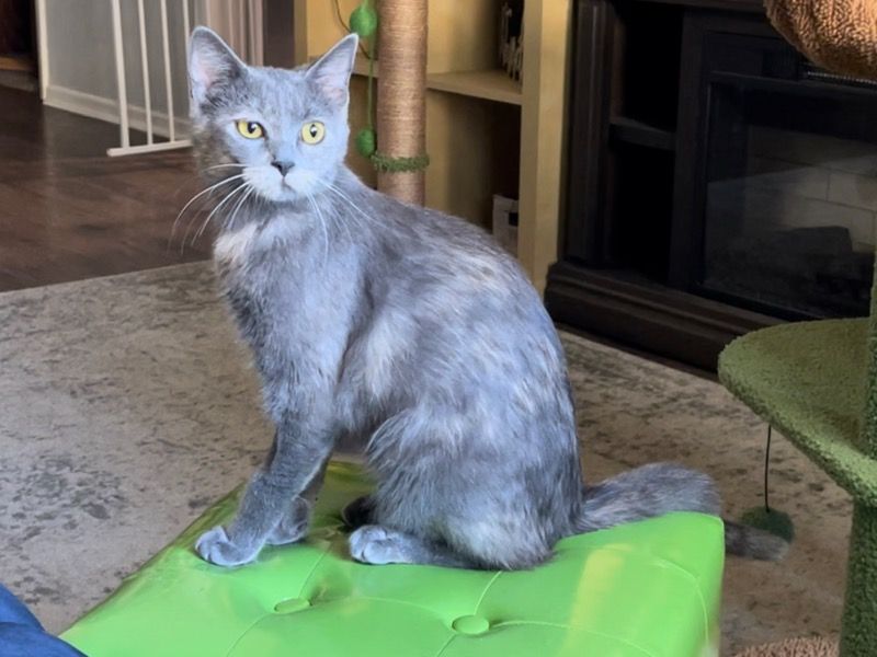 Pickles – Calico x Russian Blue Female Cat for Sale in Texas | Vaccinated