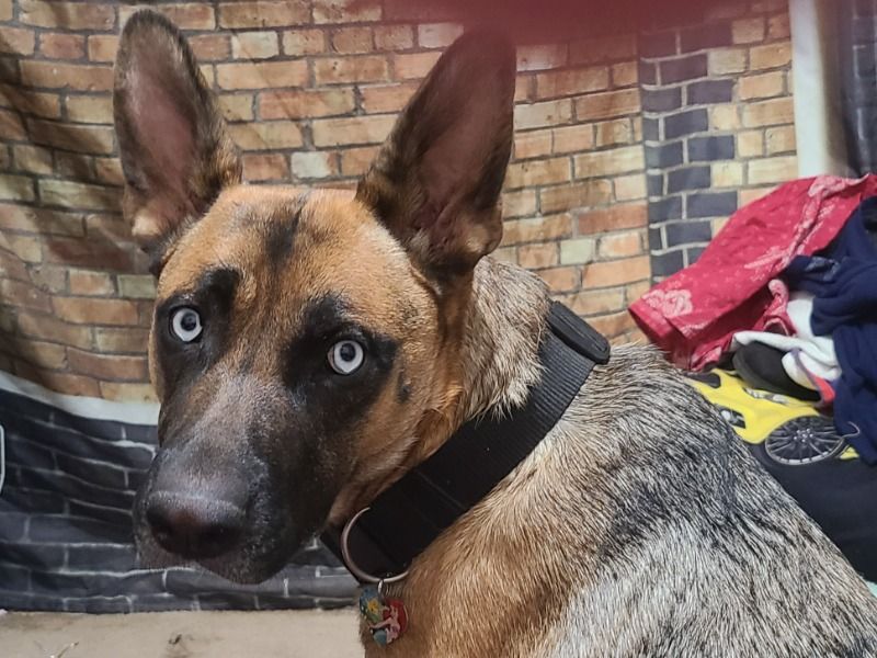 Sammy – German Shepherd Female Dog for Breeding in California | Vaccinated