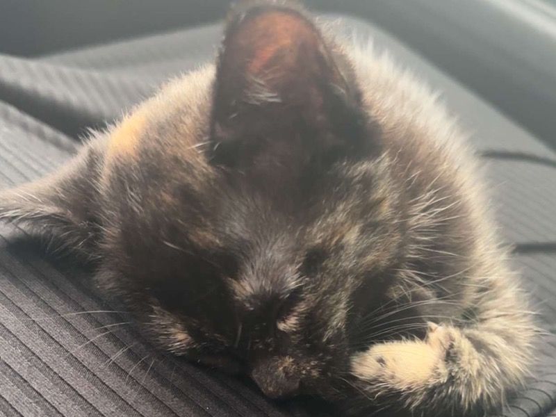Kitty – Calico Female Cat for Sale in California