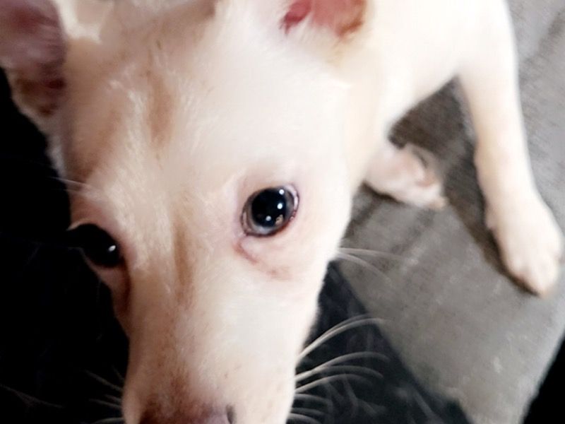 Kingston – Pomeranian x Chihuahua Male Dog for Adoption in Ontario | Vaccinated