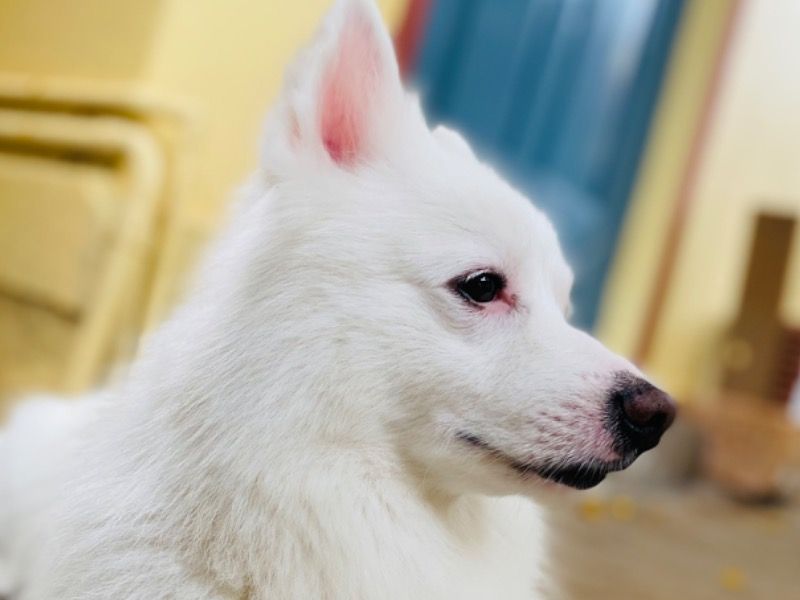 Puppy – Pomeranian Stud Dog for Breeding in Karnataka | Vaccinated