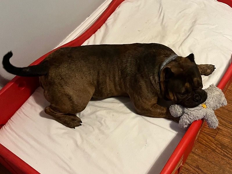 Duke – American Pocket Bully Stud Dog for Breeding in South Carolina | Vaccinated