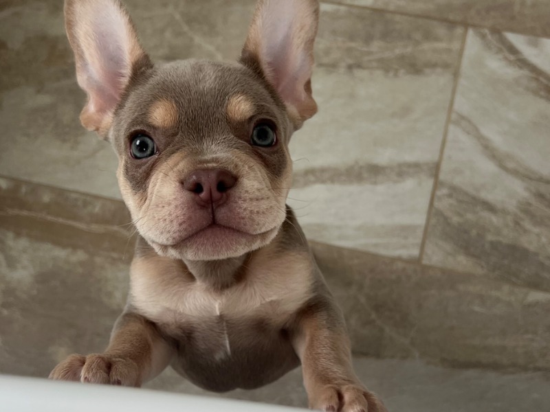 Meatball – French Bulldog Stud Dog for Breeding in Ohio | Vaccinated