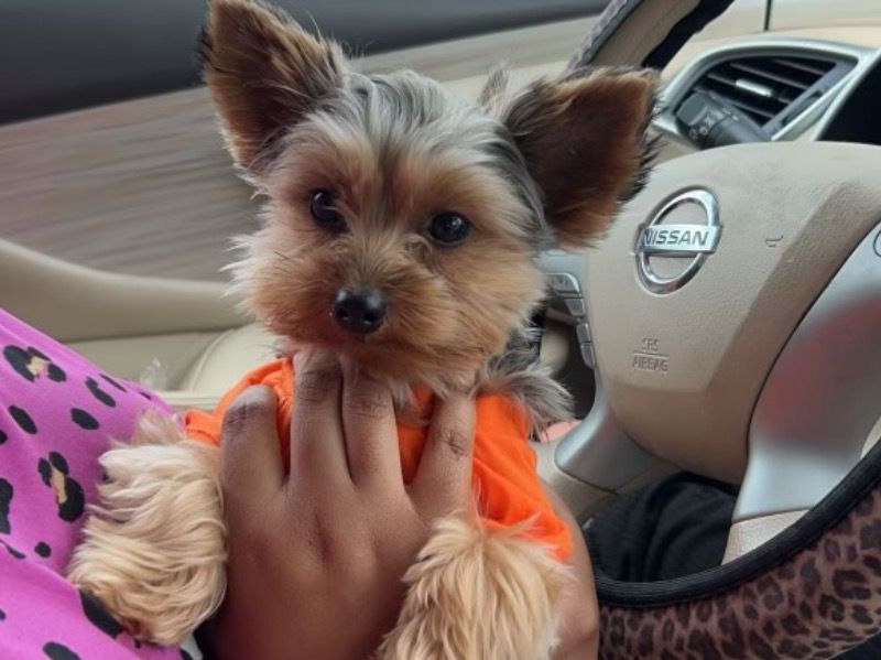 Macy – Yorkshire Terrier Female Dog for Sale in Louisiana | Vaccinated