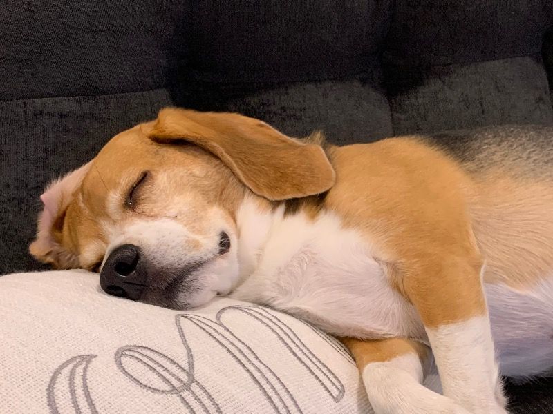 Cooper – Beagle Male Dog for Adoption in New York | Vaccinated