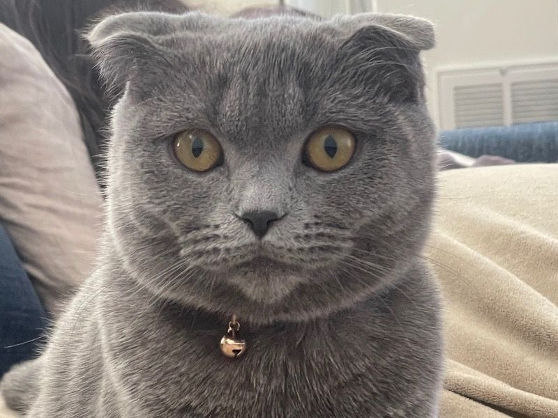 Charco – Chartreux x Scottish Fold Stud Cat for Breeding in California | Vaccinated