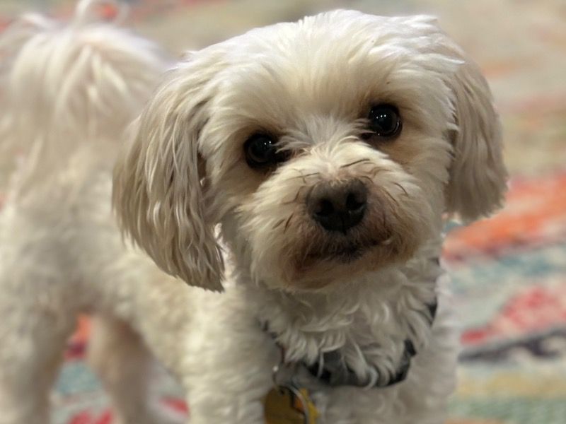 Baxter – Morkie Stud Dog for Breeding in Colorado | Proven Stud, Vaccinated