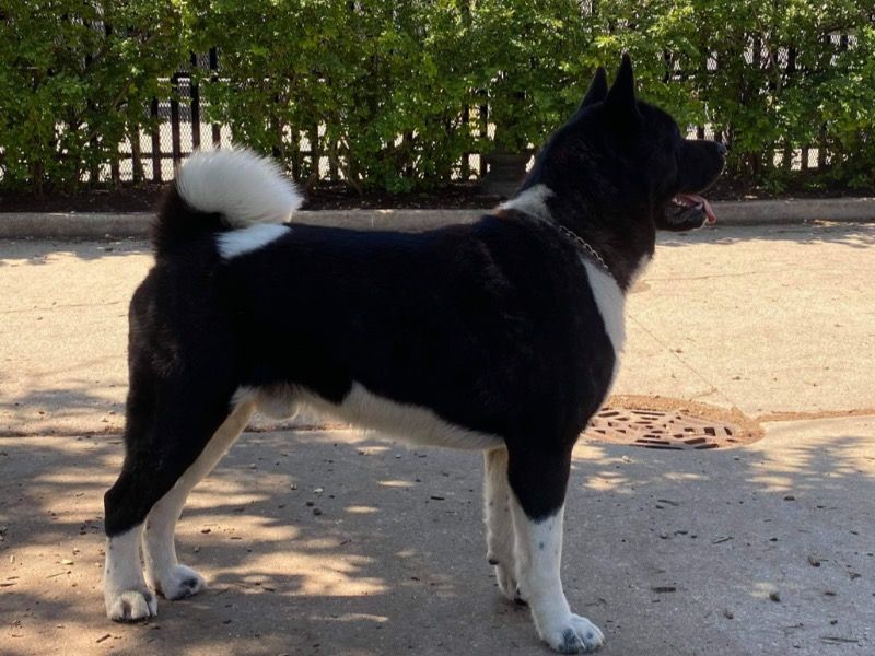Misha – American Akita Stud Dog for Breeding in California | Vaccinated
