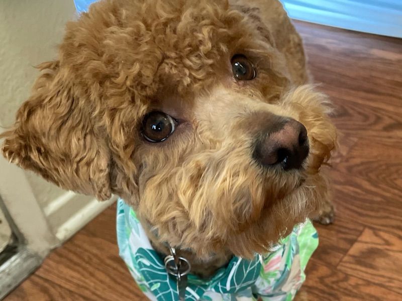 Biscuit – Mini Golden Doodle Stud Dog for Breeding in California | Proven Stud