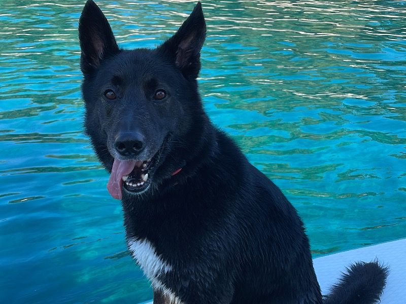 Neo – German Shepherd Husky Stud Dog for Breeding in England | Vaccinated