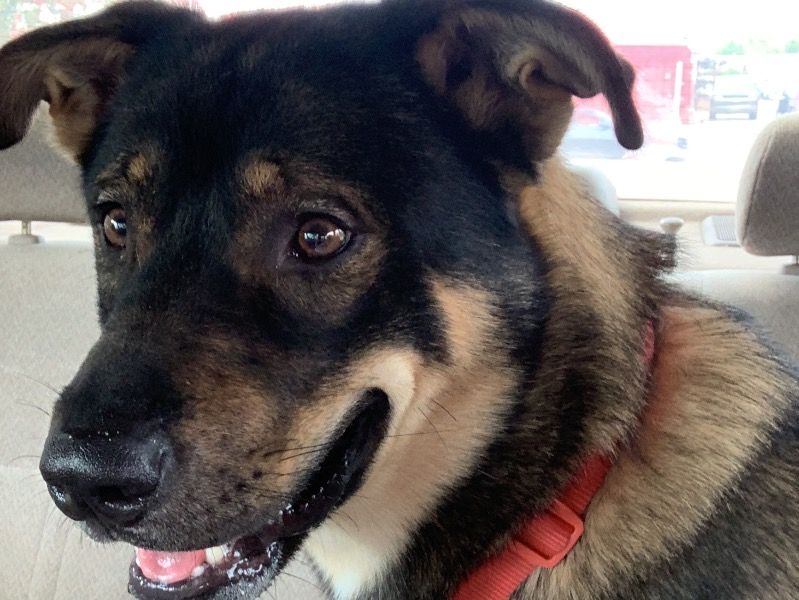 Kevin – German Shepherd Stud Dog for Breeding in Texas | Proven Stud
